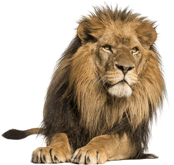 Image of a lion